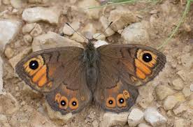 Attēlu rezultāti vaicājumam “Lasiommata petropolitana upperside”