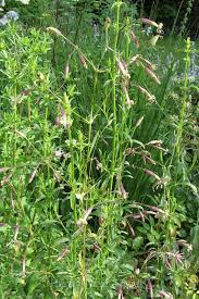 Attēlu rezultāti vaicājumam “Silene x arkwrightii Vesuvius”