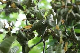 Attēlu rezultāti vaicājumam “Tilia amurensis”