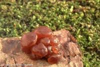 Attēlu rezultāti vaicājumam “Ascotremella faginea”