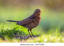 Attēlu rezultāti vaicājumam “Turdus merula female”