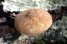 Attēlu rezultāti vaicājumam “Pluteus umbrosus”