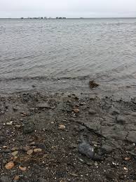 Image result for Liopsetta glacialis