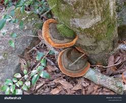 Attēlu rezultāti vaicājumam “Perenniporia medulla-panis”