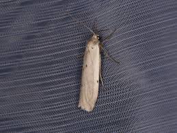 Attēlu rezultāti vaicājumam “Pelosia muscerda”