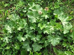 Attēlu rezultāti vaicājumam “Malva moschata bud”