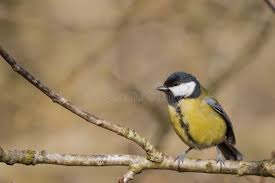 Attēlu rezultāti vaicājumam “Parus major female”
