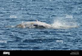 Image result for Balaenoptera bonaerensis
