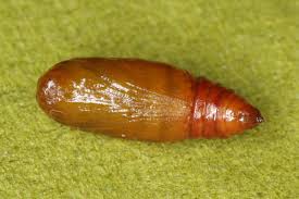 Attēlu rezultāti vaicājumam “Pareulype berberata”