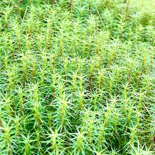 Attēlu rezultāti vaicājumam “Polytrichum commune”