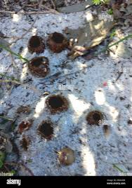 Attēlu rezultāti vaicājumam “Peziza ammophila”