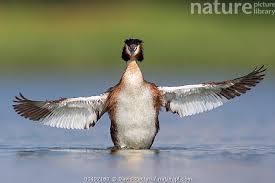 Attēlu rezultāti vaicājumam “Podiceps cristatus”