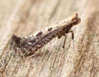 Attēlu rezultāti vaicājumam “Parornix anglicella”