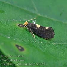 Attēlu rezultāti vaicājumam “Incurvaria oehlmanniella”