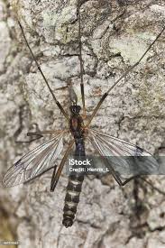 Attēlu rezultāti vaicājumam “Dictenidia bimaculata”