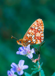 Attēlu rezultāti vaicājumam “Clossiana euphrosyne”