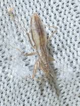 Attēlu rezultāti vaicājumam “Nabis limbatus”