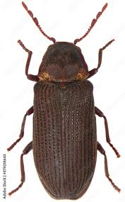 Attēlu rezultāti vaicājumam “Anobiidae”