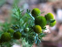 Attēlu rezultāti vaicājumam “Matricaria discoidea flower”