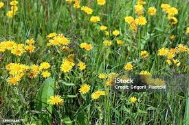 Attēlu rezultāti vaicājumam “Inula britannica flower”