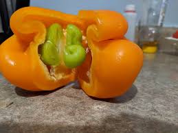 Afbeeldingsresultaat voor baby yellow sweet pepper