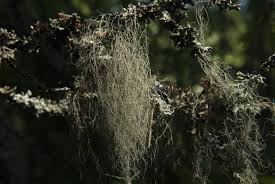 Attēlu rezultāti vaicājumam “Bryoria capillaris”