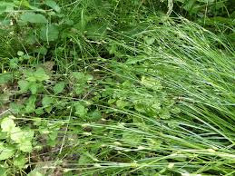 Attēlu rezultāti vaicājumam “Carex remota”