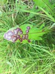 Attēlu rezultāti vaicājumam “Cystiphora sanguinea”