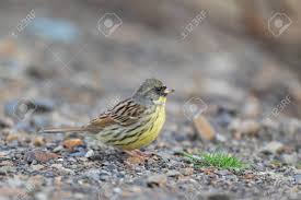 Image result for Emberiza spodocephala