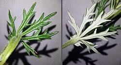 Image result for Potentilla argentea