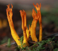 Attēlu rezultāti vaicājumam “Calocera glossoides”