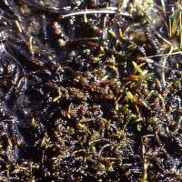 Attēlu rezultāti vaicājumam “Calliergon trifarium”