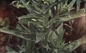 Attēlu rezultāti vaicājumam “Erysimum cheiranthoides fruit”