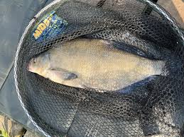 Image result for Bay Malton Angling Club