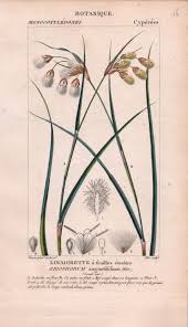 Attēlu rezultāti vaicājumam “Eriophorum angustifolium fruit”