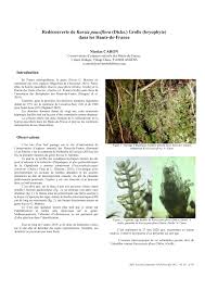 Attēlu rezultāti vaicājumam “Kurzia pauciflora”