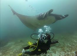 Image result for Manta Divers Sub-Aqua Club