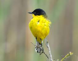 Attēlu rezultāti vaicājumam “Motacilla flava flava adult”