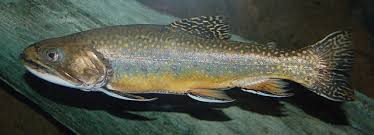 Image result for Salvelinus faroensis