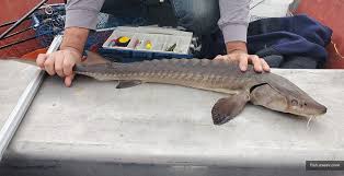 Image result for Acipenser fulvescens