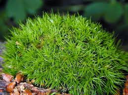 Attēlu rezultāti vaicājumam “Paraleucobryum longifolium sporophyte”