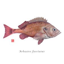 Image result for Sebastes fasciatus