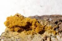 Attēlu rezultāti vaicājumam “Oligonema persimile spores”