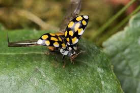 Attēlu rezultāti vaicājumam “Sospita vigintiguttata”