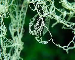 Attēlu rezultāti vaicājumam “Ramalina thrausta”