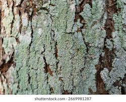 Attēlu rezultāti vaicājumam “Lepraria incana”