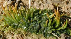Attēlu rezultāti vaicājumam “Ptilidium pulcherrimum sporophyte”