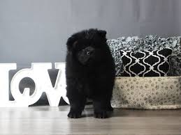 Znalezione obrazy dla zapytania chow