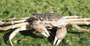 Image result for Eriocheir sinensis