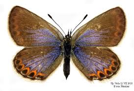 Attēlu rezultāti vaicājumam “Plebejus idas female”